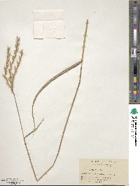 Miscanthus oligostachyus image