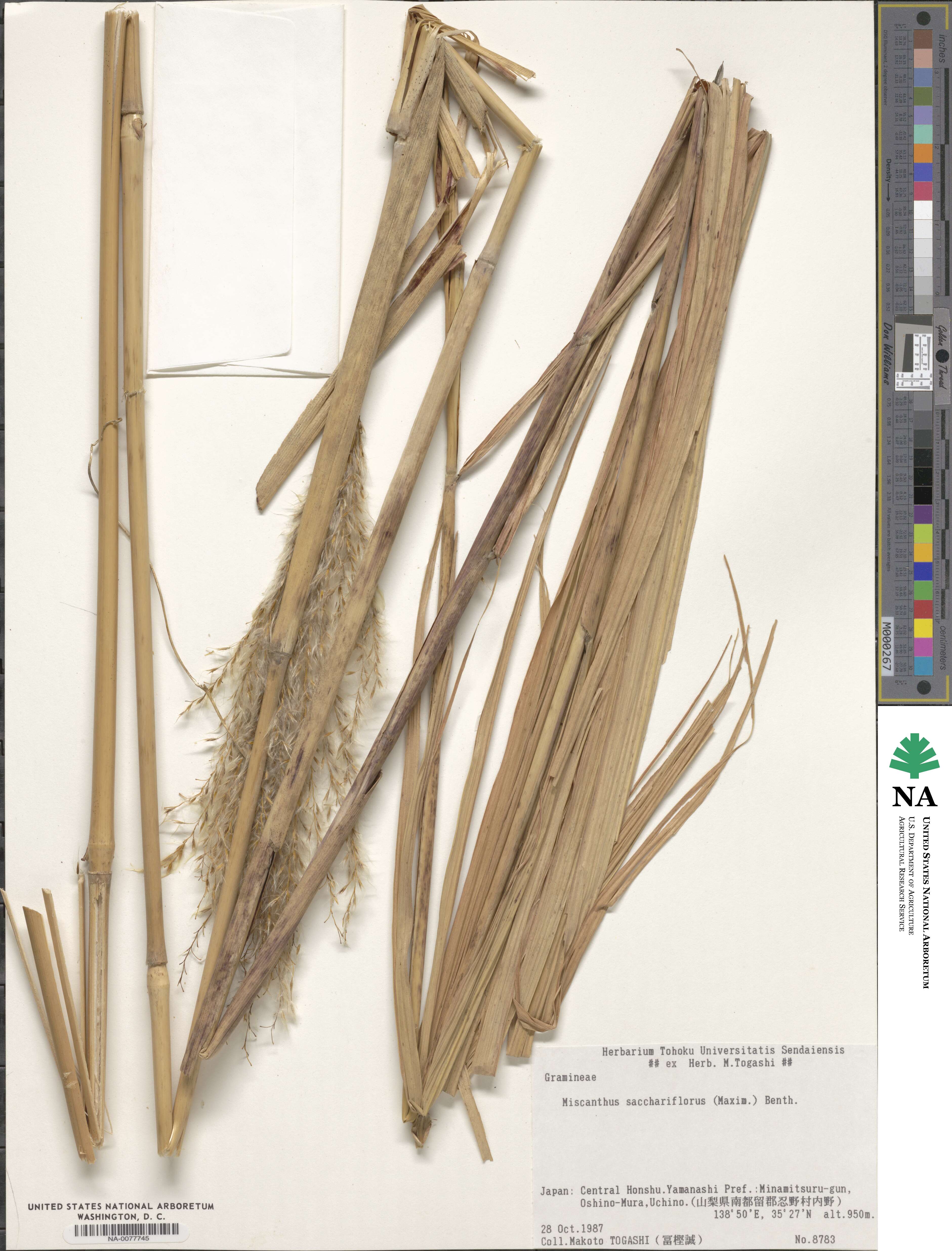 Miscanthus sacchariflorus image