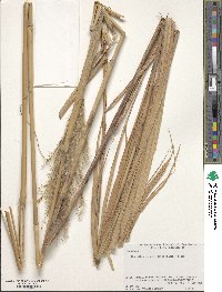 Miscanthus sacchariflorus image