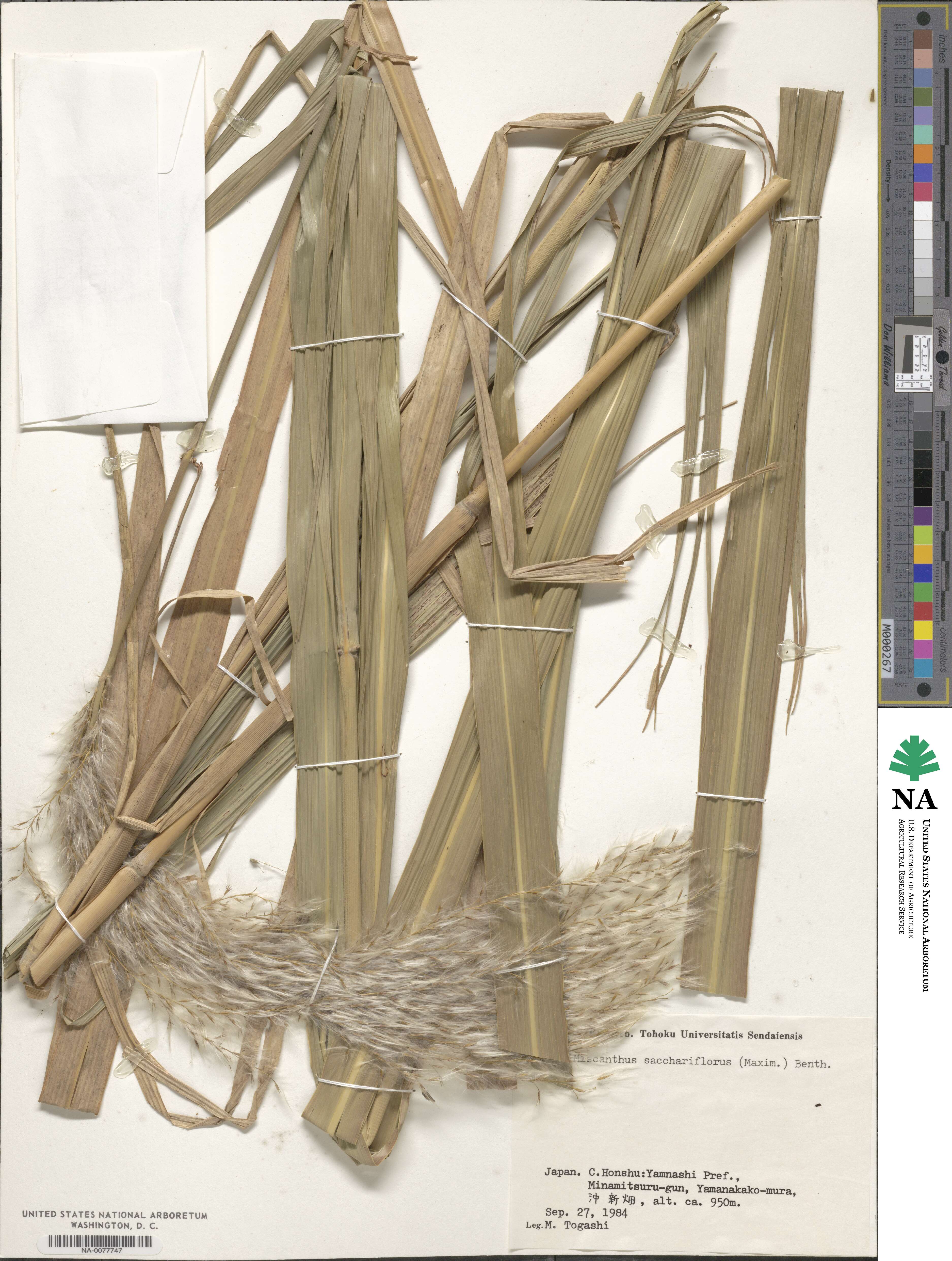 Miscanthus sacchariflorus image