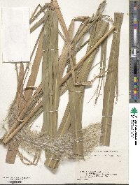 Miscanthus sacchariflorus image