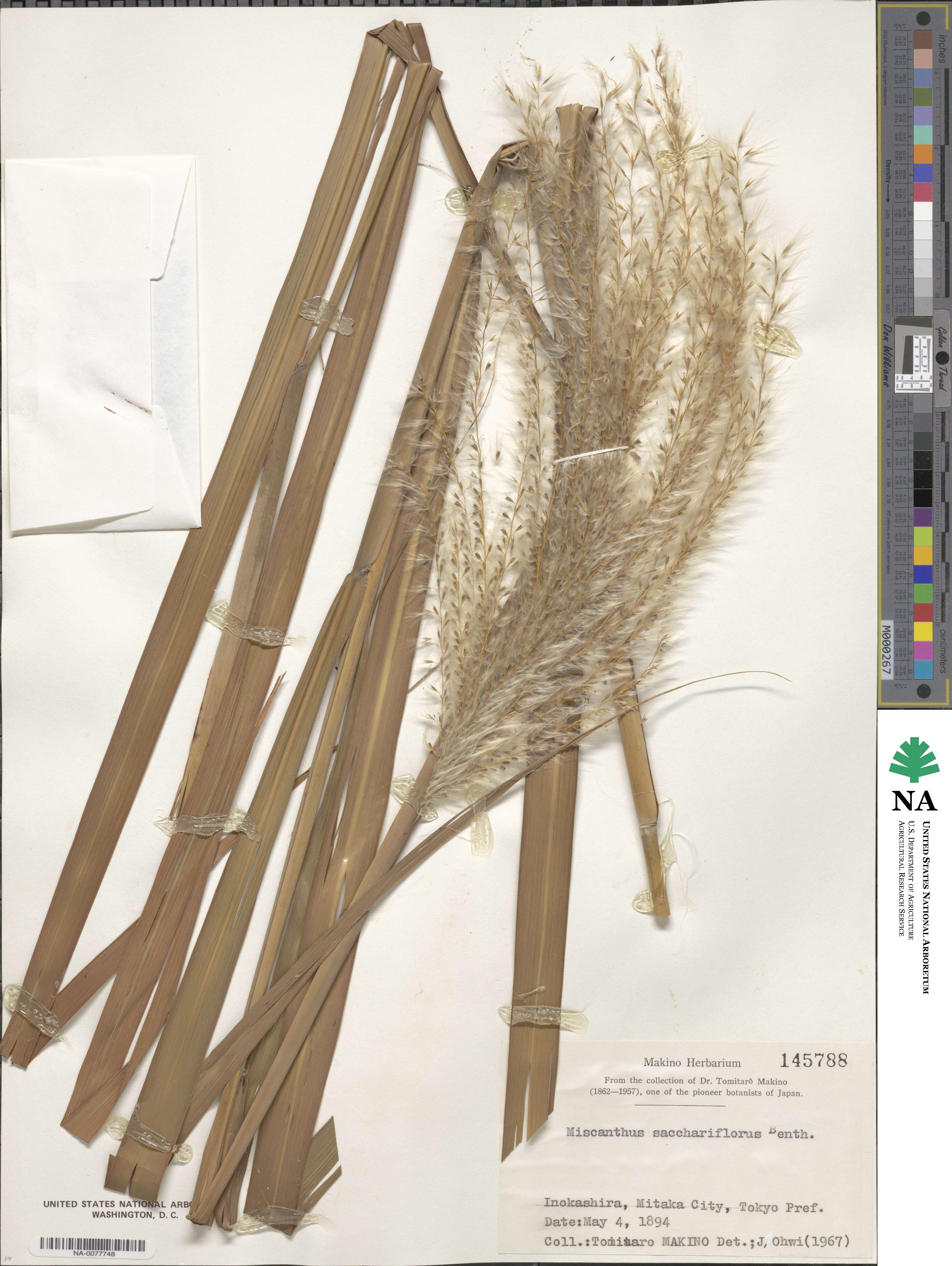 Miscanthus sacchariflorus image