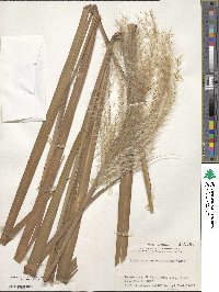 Miscanthus sacchariflorus image