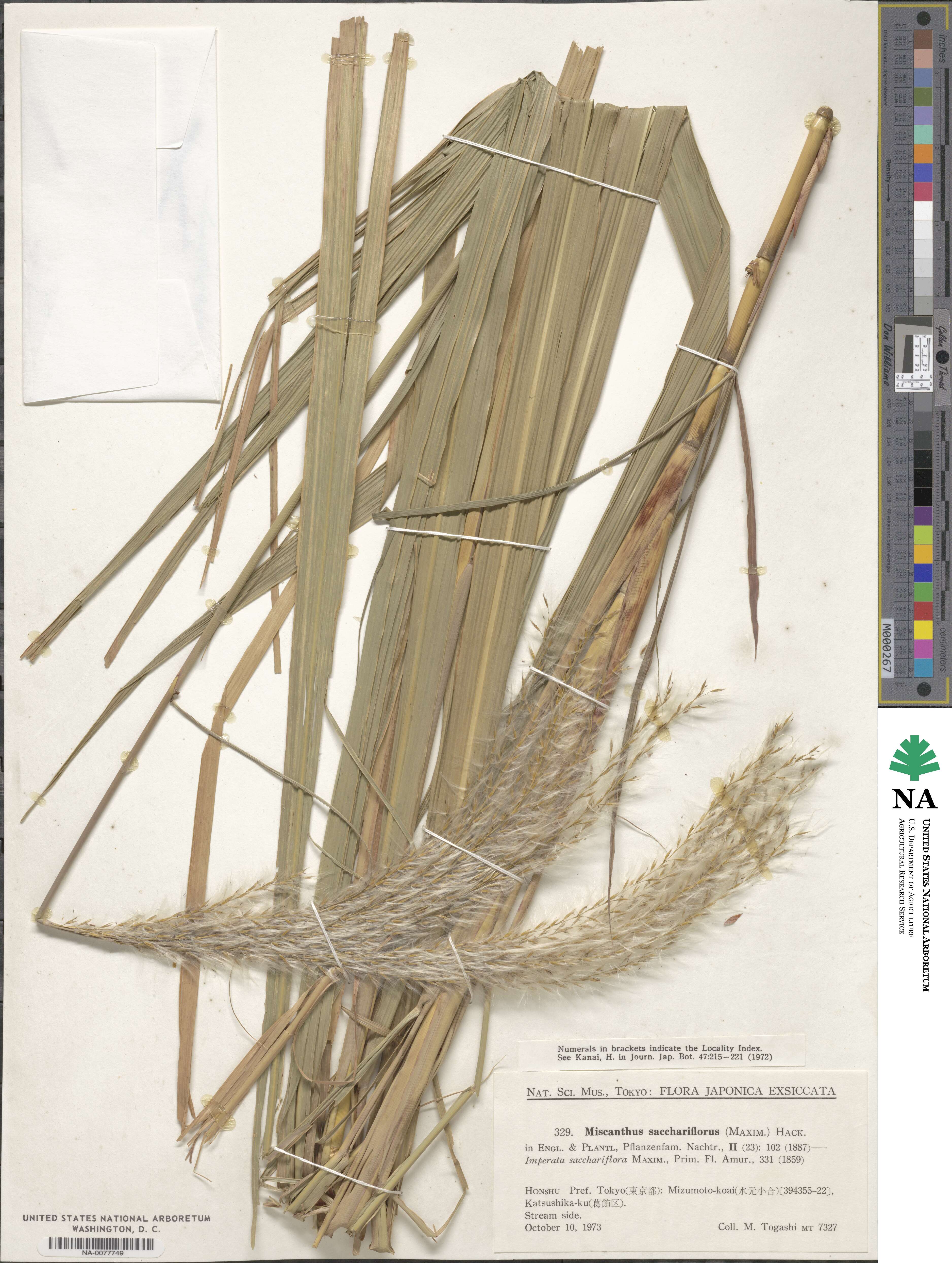 Miscanthus sacchariflorus image