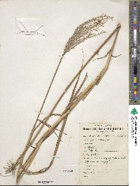 Miscanthus sacchariflorus image