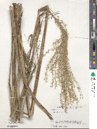 Miscanthus sinensis image