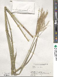 Miscanthus sinensis image