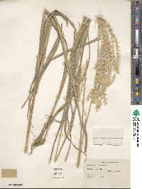 Miscanthus sinensis image