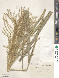 Miscanthus sinensis image