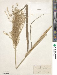 Miscanthus sinensis image