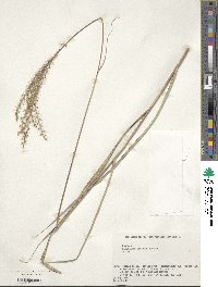 Miscanthus sinensis image