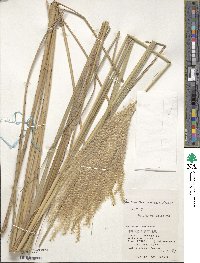 Miscanthus sinensis image