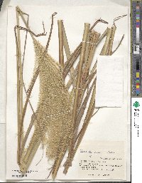 Miscanthus sinensis image