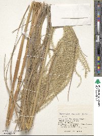 Miscanthus sinensis image