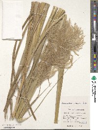 Miscanthus sinensis image