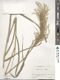 Miscanthus sinensis image