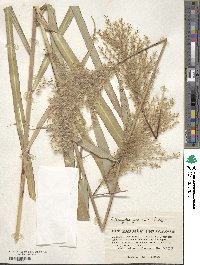 Miscanthus sinensis image