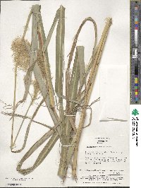 Miscanthus sinensis image