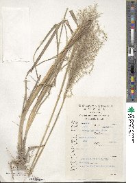 Miscanthus sinensis image