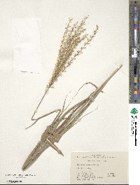 Miscanthus sinensis image