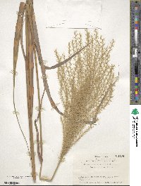 Miscanthus sinensis image