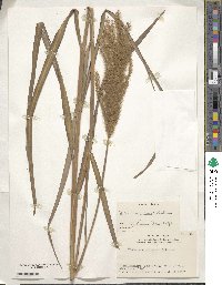 Miscanthus sinensis image