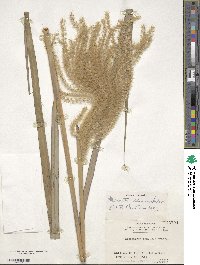 Miscanthus sinensis image