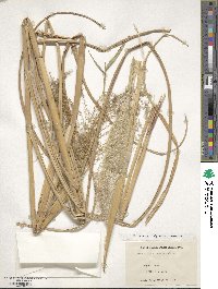 Miscanthus sinensis image