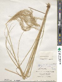 Miscanthus sinensis image