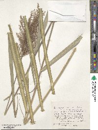 Miscanthus sinensis image