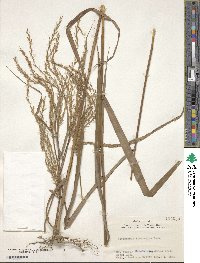 Image of Miscanthus tinctorius