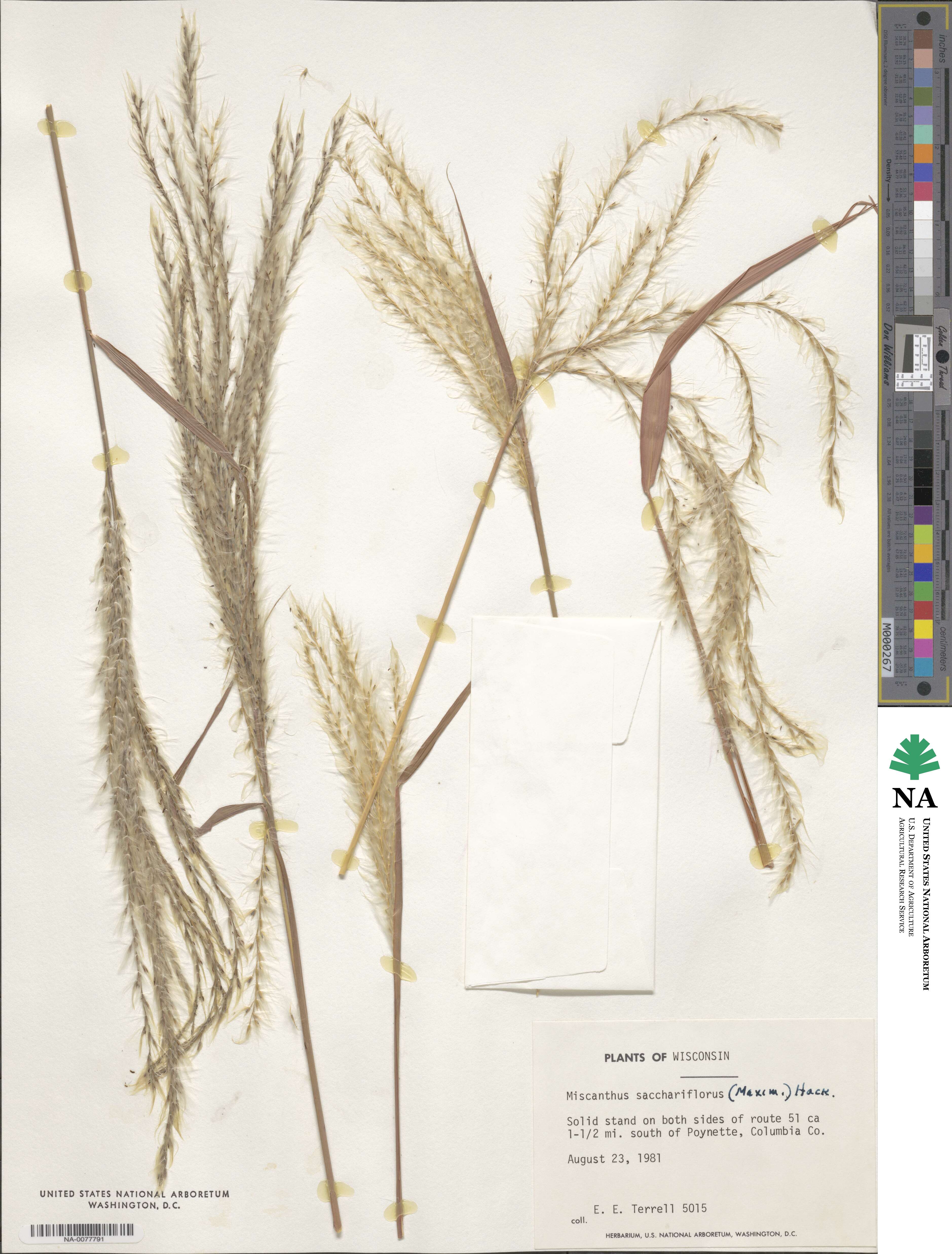 Miscanthus image