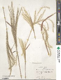 Miscanthus sacchariflorus image