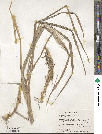 Miscanthus sacchariflorus image