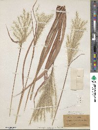 Miscanthus sacchariflorus image