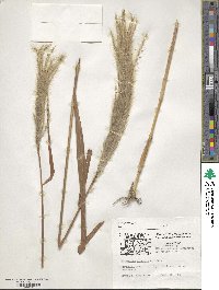 Miscanthus sinensis image