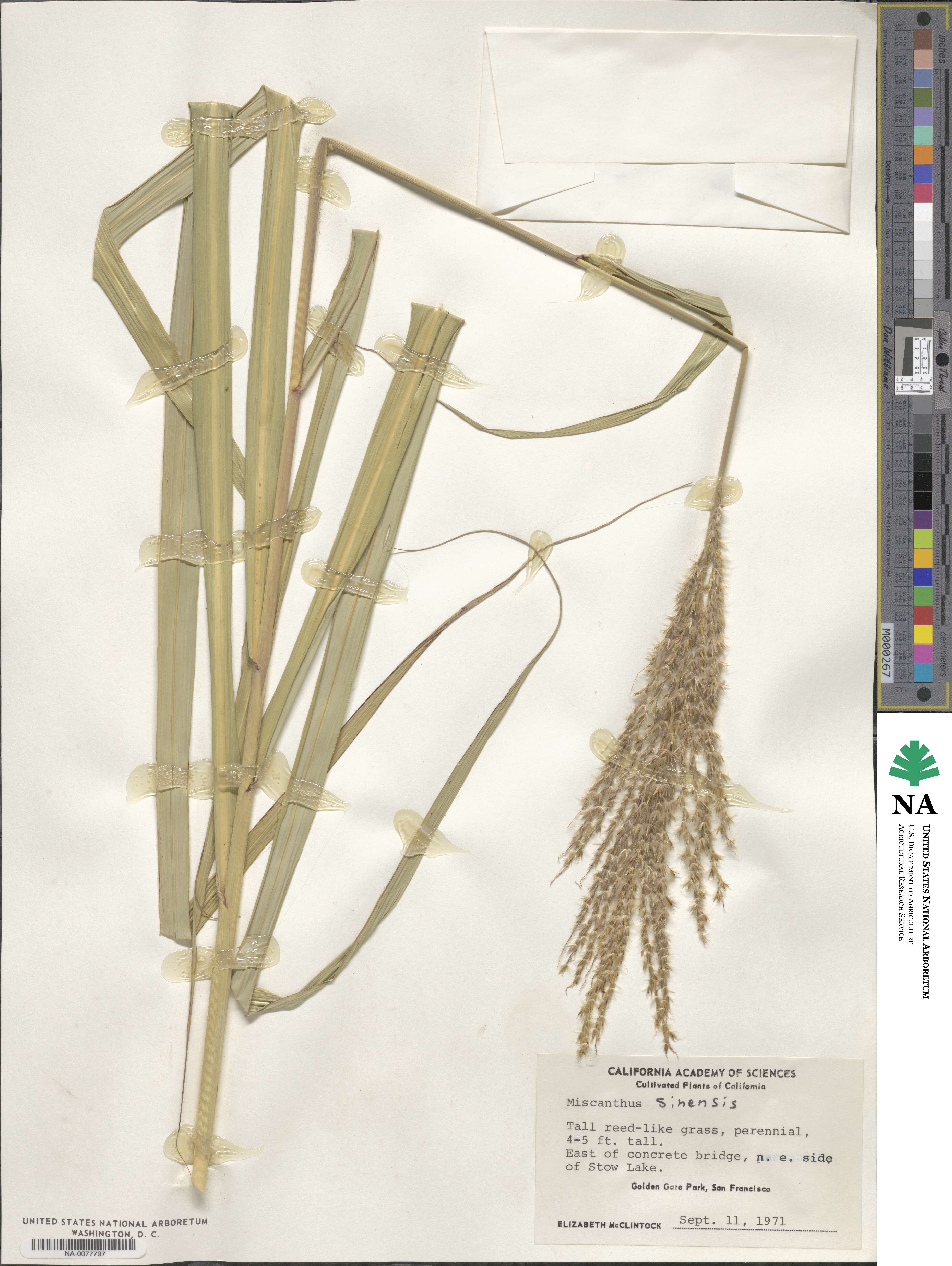 Miscanthus sinensis image
