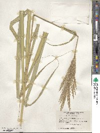 Miscanthus sinensis image