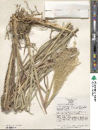 Miscanthus sinensis image