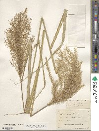 Miscanthus sinensis image