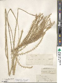 Miscanthus sinensis image