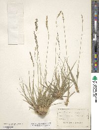 Molinia caerulea image