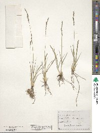 Molinia caerulea image