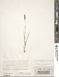 Molinia caerulea image