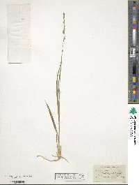 Molinia caerulea image