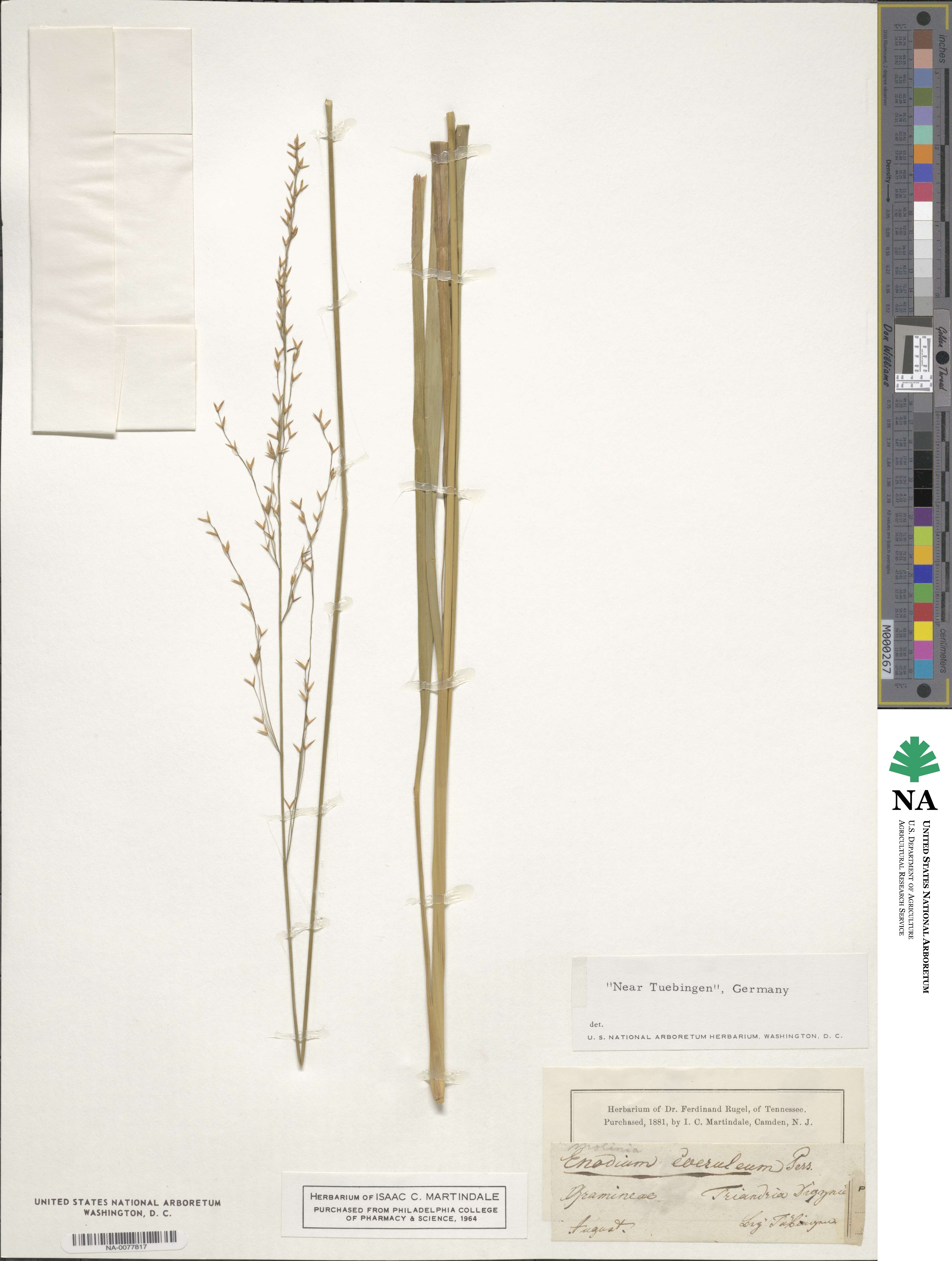 Molinia caerulea image