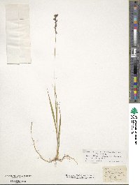 Molinia caerulea image