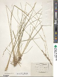 Molinia caerulea image