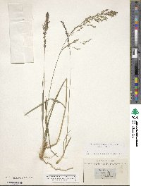 Molinia caerulea image