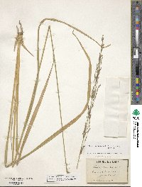 Molinia caerulea image